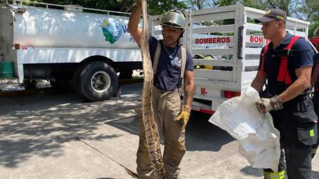 Capturan serpiente de dos metros en Veracruz