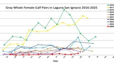 Mueren 158 en 2025 y científicos piden acción urgente ante su colapso