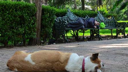 esta, mal, dormir, perro, mascota, dormir con mi mascota, excelsior, animales, noticias, mexico