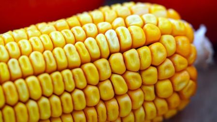Elote