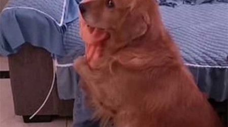 Perrito defiende a niña de los regaños de su mamá