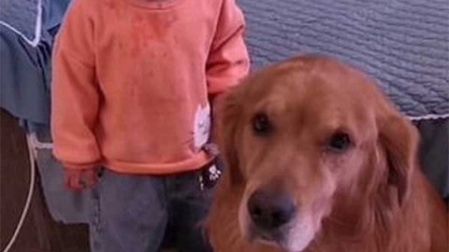 Perrito defiende a niña de los regaños de su mamá