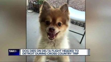 Muere un perro que era transportado por Delta Air Lines