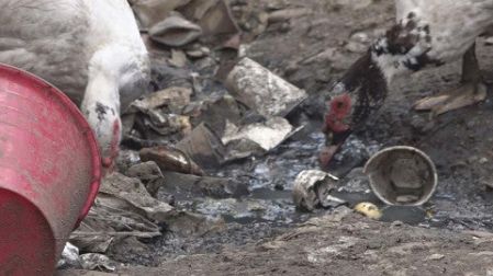 Sobre el piso de tierra hay restos de juguetes que se confunden con las plumas y el excremento de gallinas y patos que fueron abandonados en el lugar. Foto: José de Jesús Cortés/ Corresponsal