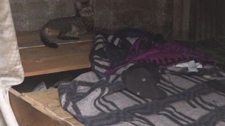 Un gato también fue abandonado en el predio donde vivían los tzotziles. Foto: José de Jesús Cortés/ Corresponsal