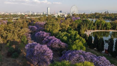ÁRBOLES JACARANDA, CIUDAD DE MÉXICO