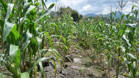 En agro se “ha pecado de pasividad”, GCMA; barreras a ganado, jitomate y fresa