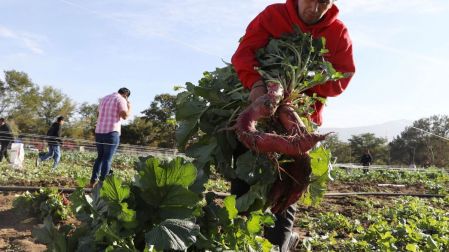 En agro se “ha pecado de pasividad”, GCMA; barreras a ganado, jitomate y fresa