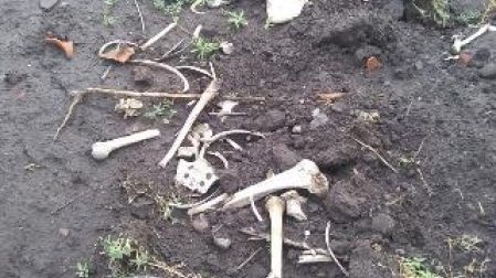 Evidencia de restos óseos en el sitio arqueológico Los Tlalteles.