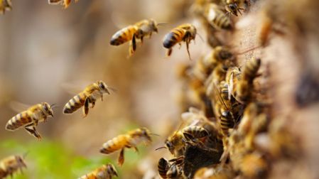 Día Mundial de las Abejas: ¿Qué pasaría si estos insectos se extinguen?