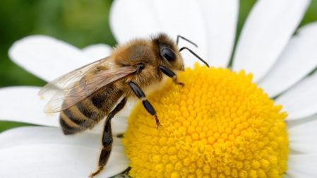 Día Mundial de las Abejas: ¿Qué pasaría si estos insectos se extinguen?