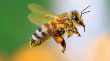 Día Mundial de las Abejas: ¿Qué pasaría si estos insectos se extinguen?