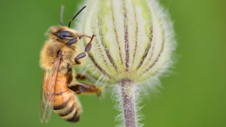 Día Mundial de las Abejas: ¿Qué pasaría si estos insectos se extinguen?