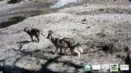 En un comunicado de prensa, la Procuraduría Federal de Protección al Ambiente, dio a conocer que participó en la verificación de los ejemplares de Lobo Mexicano.