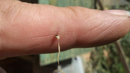 ¿Qué hacer si te pica una abeja?