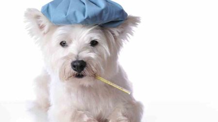 Síntomas de fiebre en perros
