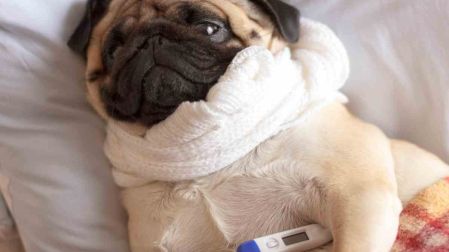 Síntomas de fiebre en perros