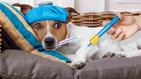Síntomas de fiebre en perros