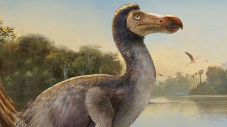 Dodo, especie extinta