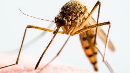 Cuándo un piquete de mosquito es peligroso