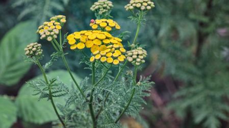 Plantas medicinales para la tiroides