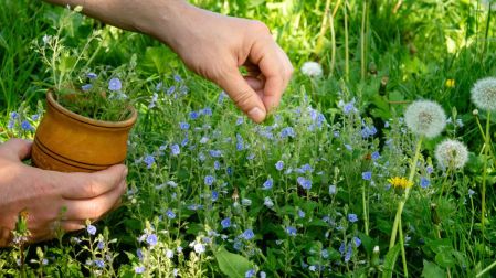 Plantas medicinales para la tiroides