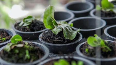 Cómo cultivar naranjas en una maceta