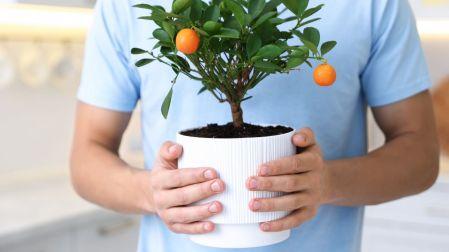 Cómo cultivar naranjas en una maceta