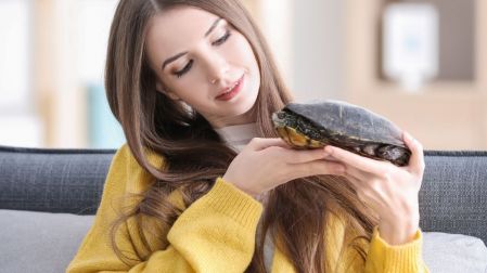¿Cómo cuidar una tortuga pequeña en casa?