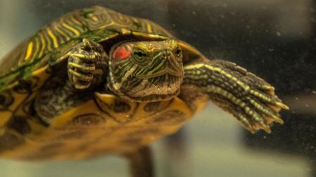 ¿Cómo cuidar una tortuga pequeña en casa?