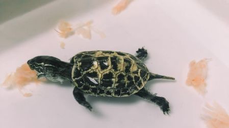 ¿Cómo cuidar una tortuga pequeña en casa?