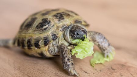 ¿Cómo cuidar una tortuga pequeña en casa?