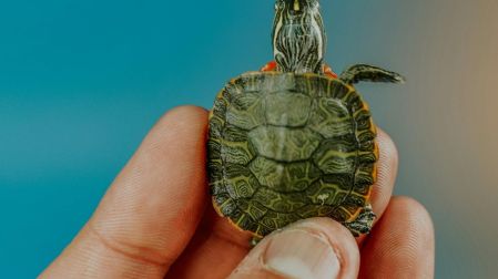 ¿Cómo cuidar una tortuga pequeña en casa?
