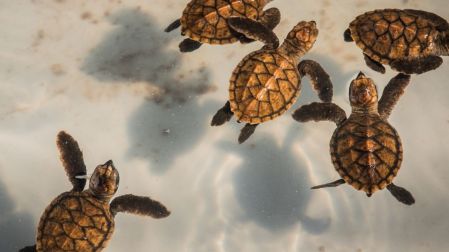 Qué tortugas sí puedes tener como mascotas