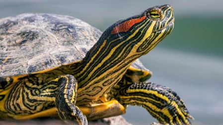 Qué tortugas sí puedes tener como mascotas