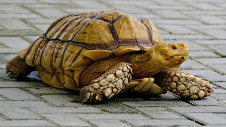 Qué tortugas sí puedes tener como mascotas