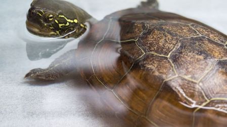 Qué tortugas sí puedes tener como mascotas