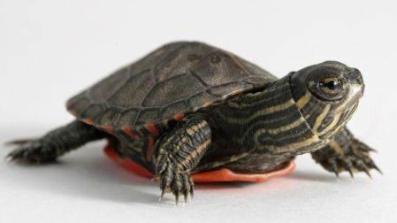 Qué tortugas sí puedes tener como mascotas