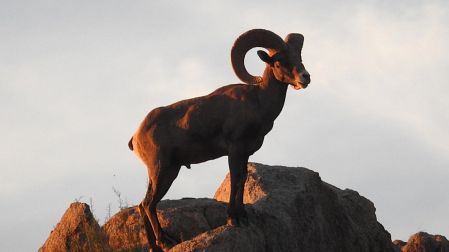 El borrego cimarrón es cazado en la Isla del Tiburón.