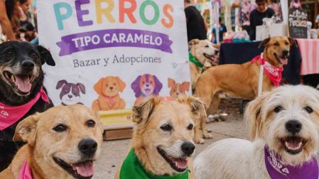 Primera reunión de perritos caramelo en CDMX