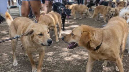 Primera reunión de perritos caramelo en CDMX