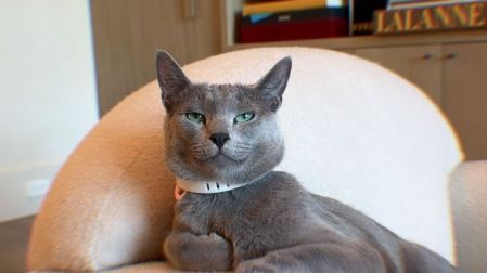 Khloé Kardashian admite que amputó las garras de sus gatos; abre duro debate sobre el declawing
