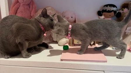 Khloé Kardashian admite que amputó las garras de sus gatos; abre duro debate sobre el declawing