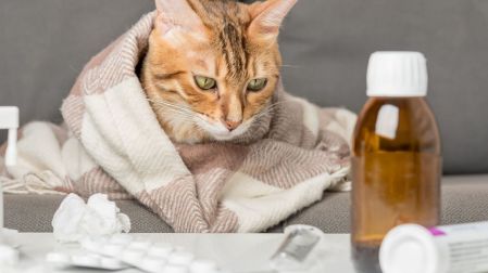 ¿Es seguro usar minoxidil cerca de mascotas?