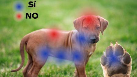 ¿Dónde mojar a tu perro cuando tiene calor? Así puedes refrescarlo