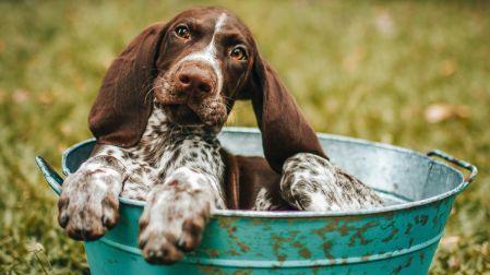 ¿Dónde mojar a tu perro cuando tiene calor? Así puedes refrescarlo