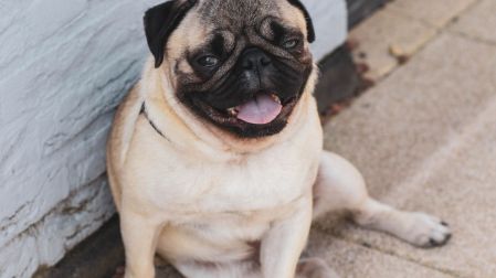 ¿Dónde mojar a tu perro cuando tiene calor? Así puedes refrescarlo
