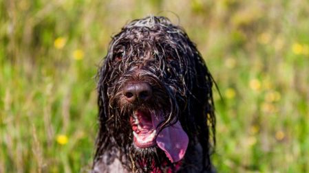 ¿Dónde mojar a tu perro cuando tiene calor? Así puedes refrescarlo