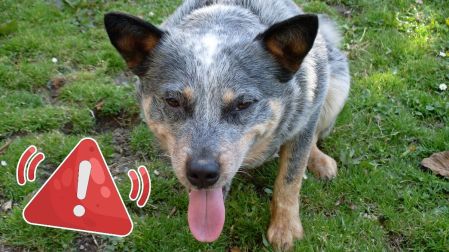 ¿Dónde mojar a tu perro cuando tiene calor? Así puedes refrescarlo