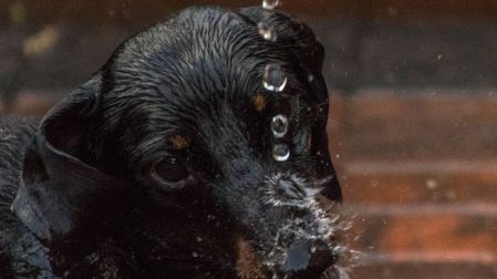 ¿Dónde mojar a tu perro cuando tiene calor? Así puedes refrescarlo